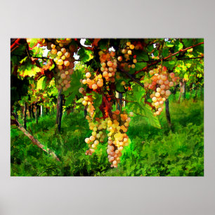 Hängande druvor på vinerna poster