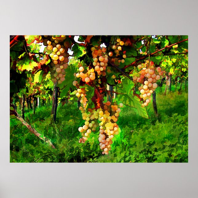Hängande druvor på vinerna poster (Framsidan)