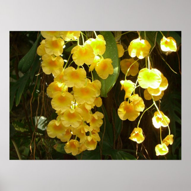 Hängande gula orkidéer tropiska blommor poster (Framsidan)