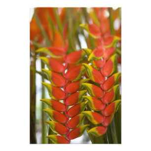 Hängande Heliconia, Veckovis tisdags frukt & Fototryck