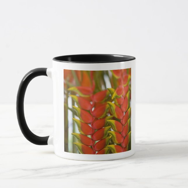 Hängande Heliconia, Veckovis tisdags frukt & Mugg (Vänster)