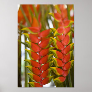 Hängande Heliconia, Veckovis tisdags frukt & Poster