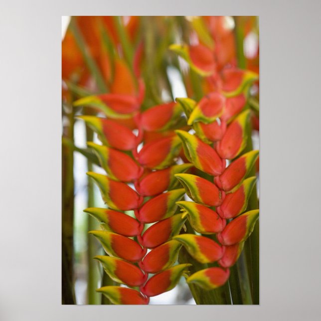 Hängande Heliconia, Veckovis tisdags frukt & Poster (Framsidan)