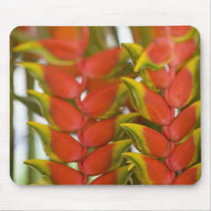 Hängande Heliconia, Veckovis tisdagsfrukt & Musmatta