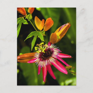 Hängande röd bromelia vykort