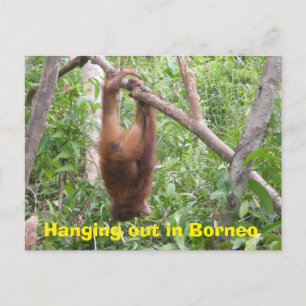 Hängande ut i Borneo Funny Animals Vykort