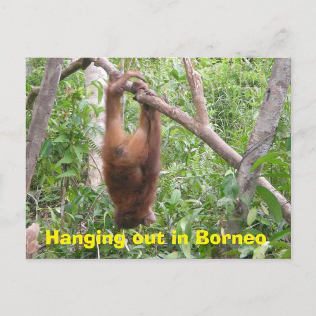 Hängande ut i Borneo Funny Animals Vykort (Framsida)