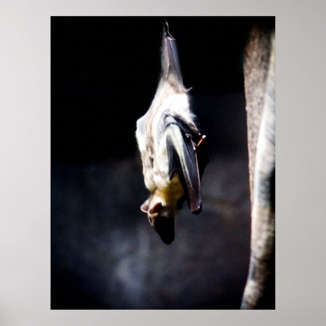 Hängande ut poster (Framsidan)