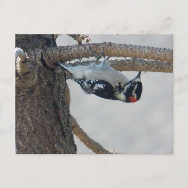 Hangin Ut av Leslie Peppers Vykort (Framsida)