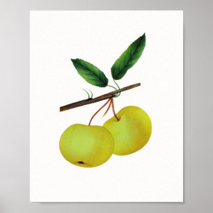 Hanging av frukt av soulard Apple Poster