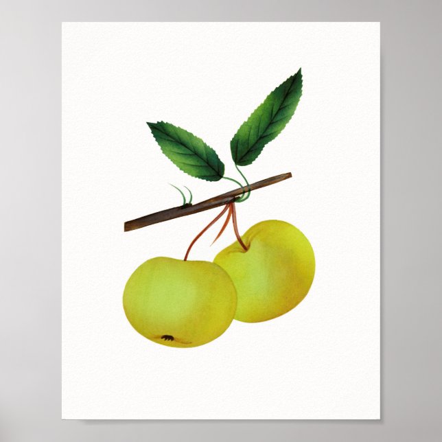 Hanging av frukt av soulard Apple Poster (Framsidan)