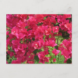 Hanging Bougainvillea Vykort