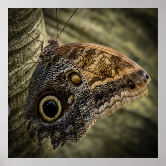 Hanging On Poster (Framsidan)