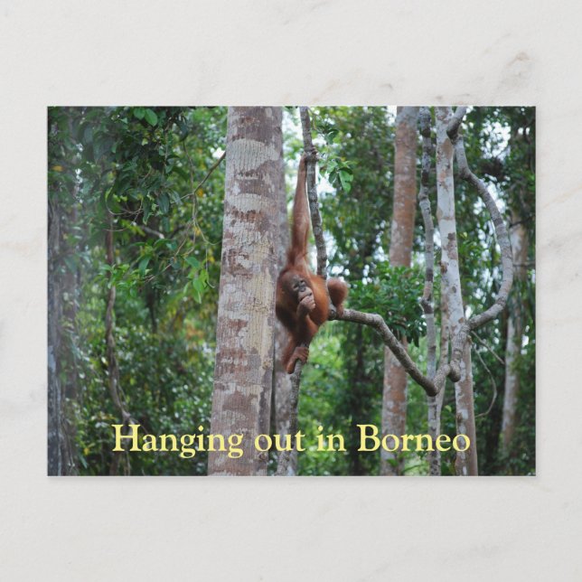 Hanging ut Orangutan i Borneo Vykort (Framsida)