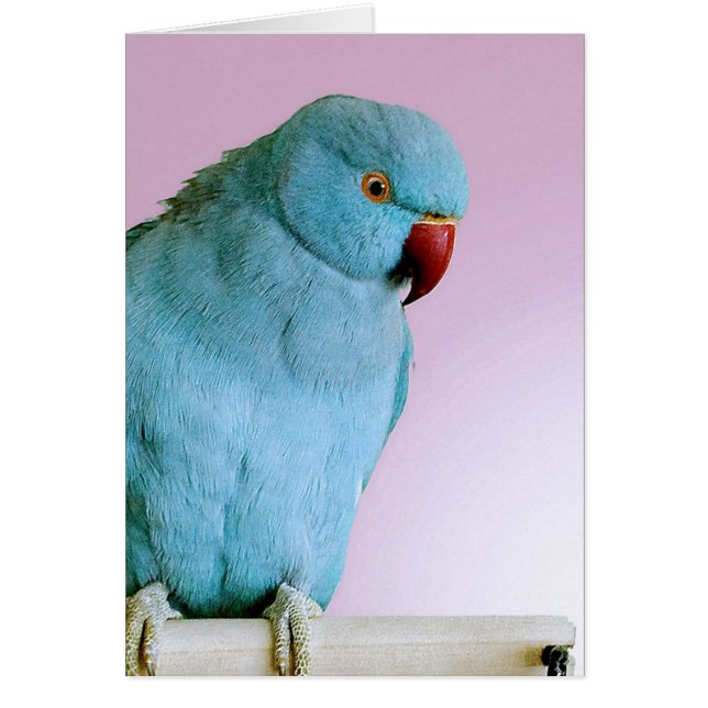 Hånglad parakiter för blått indisk ring med den hälsningskort (Framsidan)