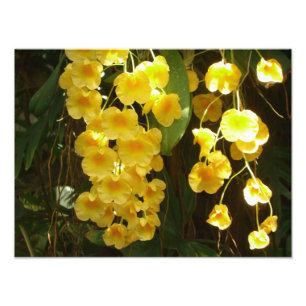 Hängning av Gult Orchids Tropical Flowers Fototryck