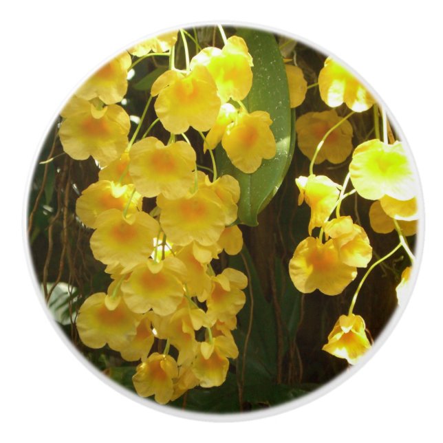 Hängning av Gult Orchids Tropical Flowers Knopp (Framsidan)