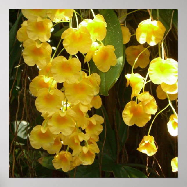 Hängning av Gult Orchids Tropical Flowers Poster (Framsidan)