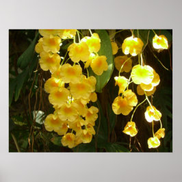 Hängning av Gult Orchids Tropical Flowers Poster