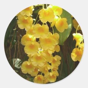 Hängning av Gult Orchids Tropical Flowers Runt Klistermärke