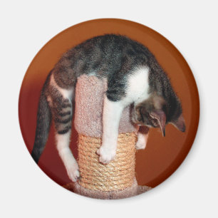 Hängning i där humoristisk tabby kattmagnet magnet