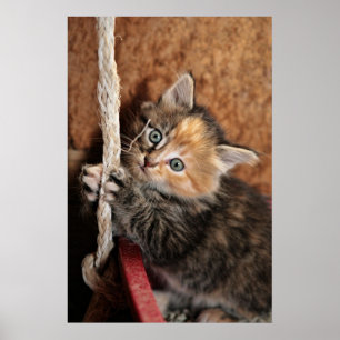 Hängning in där, kattunge! poster