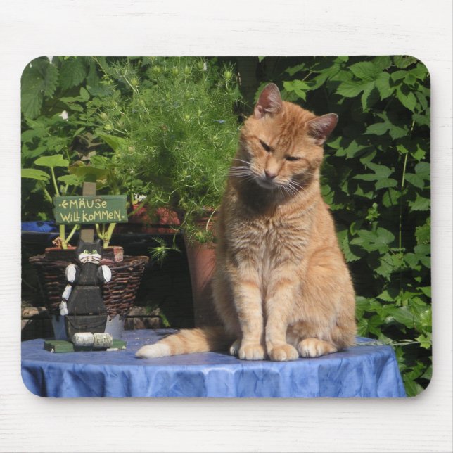 Hangover, katter, djur musmatta (Framsidan)