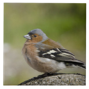 Hanne Böksparv (WILD: Fringilla coelebs) Kakelplatta
