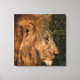 Hans Majesty African Lejon Wrapped Canvas Print