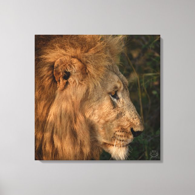 Hans Majesty African Lejon Wrapped Canvas Print (Framsida)