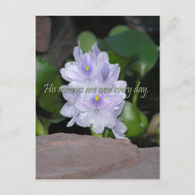 Hans meriter vykort (Framsida)