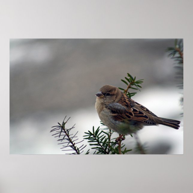 Hans Öga är på Sparrow Poster (Framsidan)