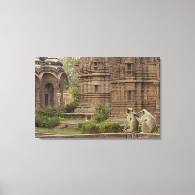 Hanuman Langurs eller Black-face, Common eller Grå Canvastryck (Framsida)