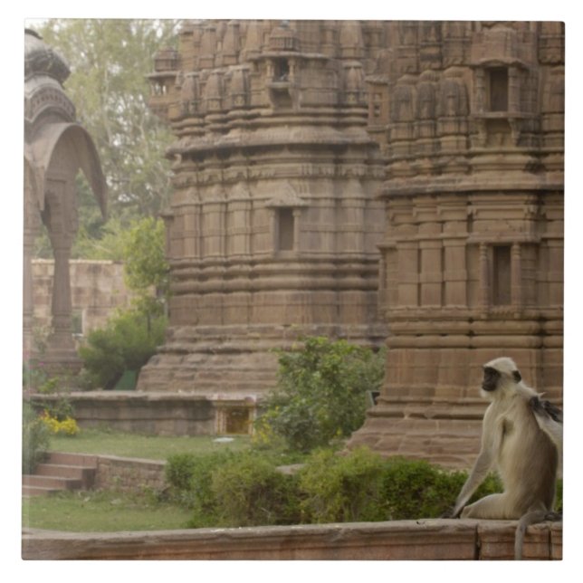 Hanuman Langurs eller Black-face, Common eller Grå Kakelplatta (Framsidan)