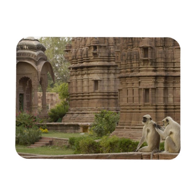 Hanuman Langurs eller Black-face, Common eller Grå Magnet (Horisontell)