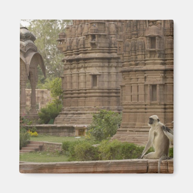 Hanuman Langurs eller Black-face, Common eller Grå Magnet (Framsidan)