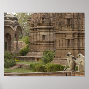 Hanuman Langurs eller Black-face, Common eller Grå Poster