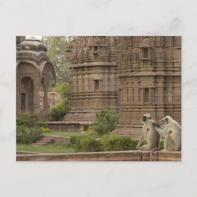 Hanuman Langurs eller Black-face, Common eller Grå Vykort (Framsida)