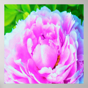 Häpnadsväckande dubbel rosa peoniblomsdetalj poster