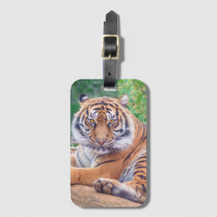 Häpnadsväckande Foto på Liggande Tiger Bagagebricka