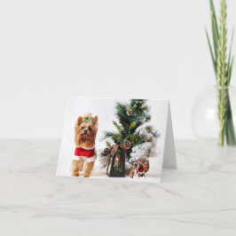 Happ-Bee Semester. Kort