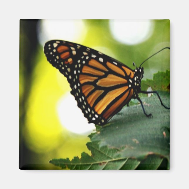 Happines är en fjäril magnet (Framsidan)