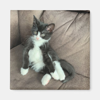 Happiness Kitten Magnet