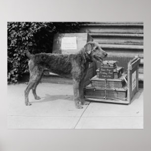 Happy Birthday Laddie Boy, 1920s Poster