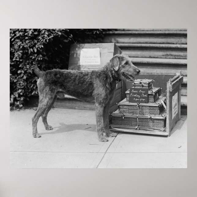 Happy Birthday Laddie Boy, 1920s Poster (Framsidan)