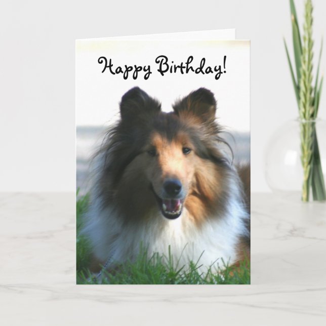 Happy Birthday Shetland Sheepdog greeting card Kort (Framsida)