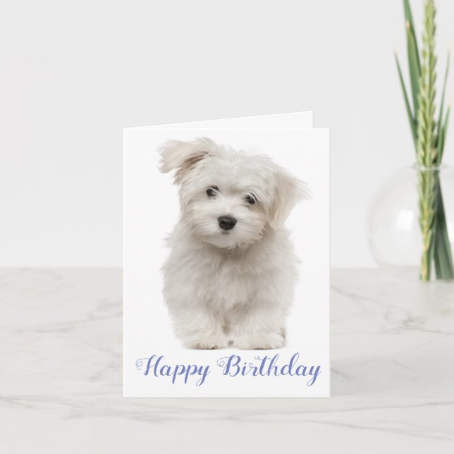 Happy Birthday White Maltese Puppy Dog Blue Kort (Framsida)