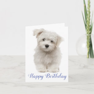 Happy Birthday White Maltese Puppy Dog Blue Kort