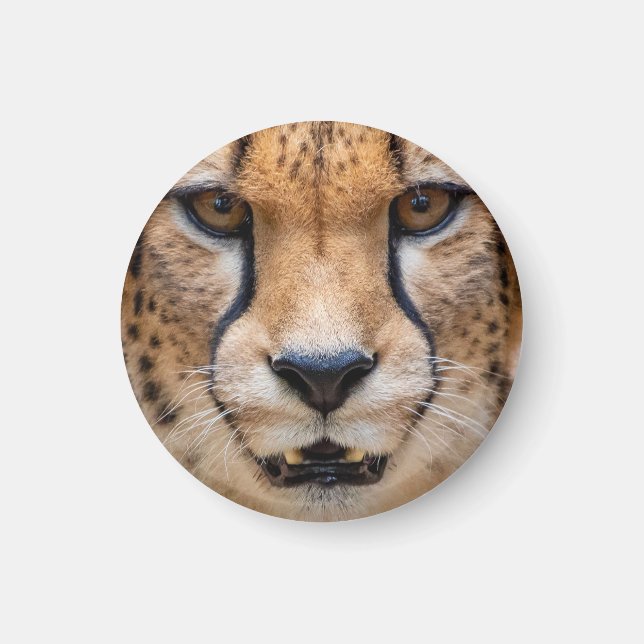 Happy Cheetah Magnet (Framsidan)