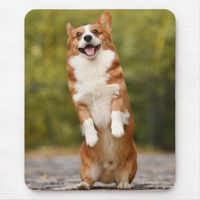Happy Corgi Puppy Standing Photo Musmatta (Framsidan)